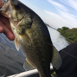 ラージマウスバス