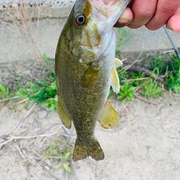 スモールマウスバス