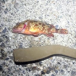 カサゴ