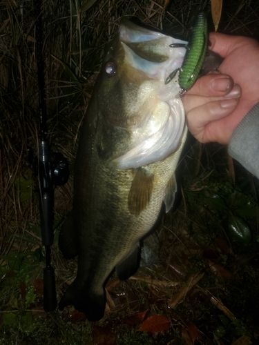 ブラックバスの釣果