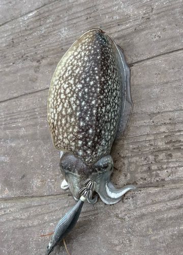 シリヤケイカの釣果