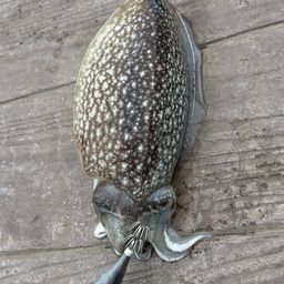 シリヤケイカ