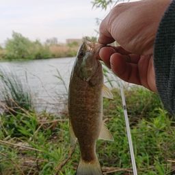 スモールマウスバス