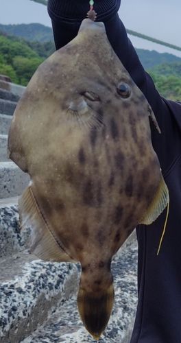 カワハギの釣果
