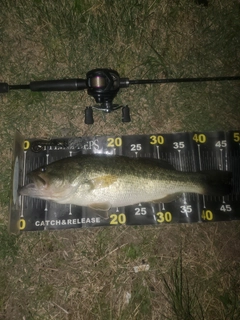 ブラックバスの釣果