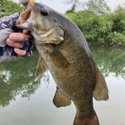 スモールマウスバス