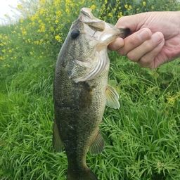 ラージマウスバス