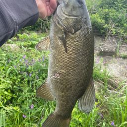 スモールマウスバス