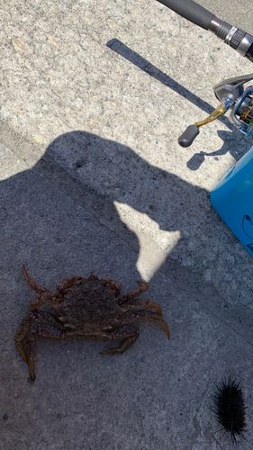 カニの釣果
