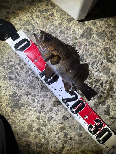 メバルの釣果