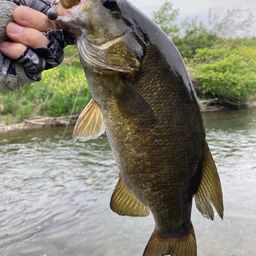 スモールマウスバス