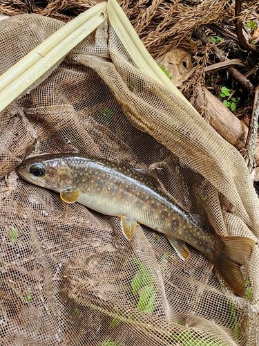イワナの釣果