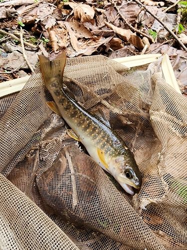 イワナの釣果