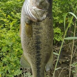 ラージマウスバス