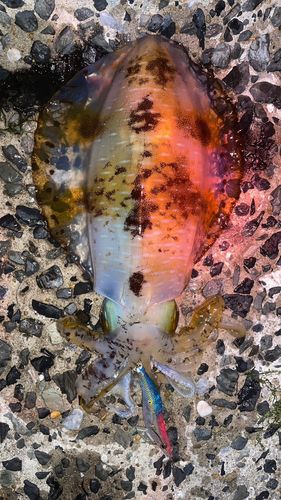 アオリイカの釣果