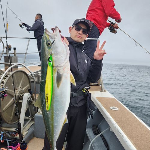 メジロの釣果