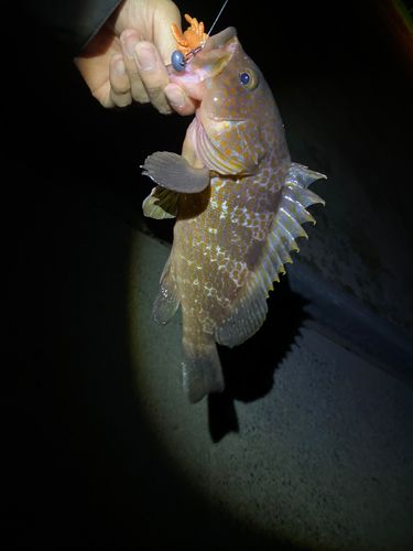アコウの釣果
