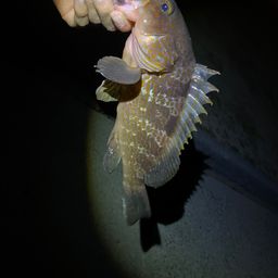 アコウ