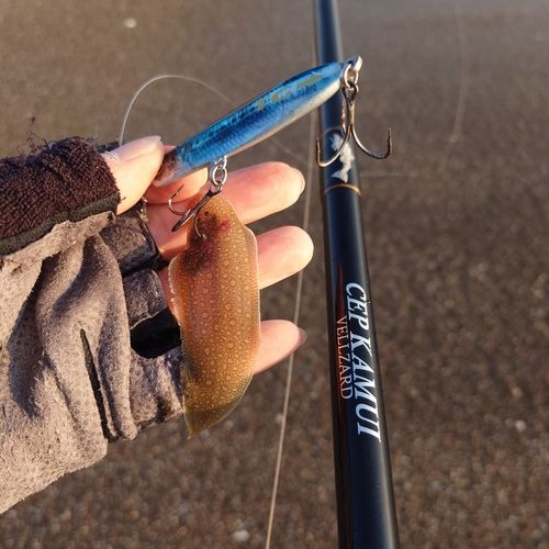 シタビラメの釣果