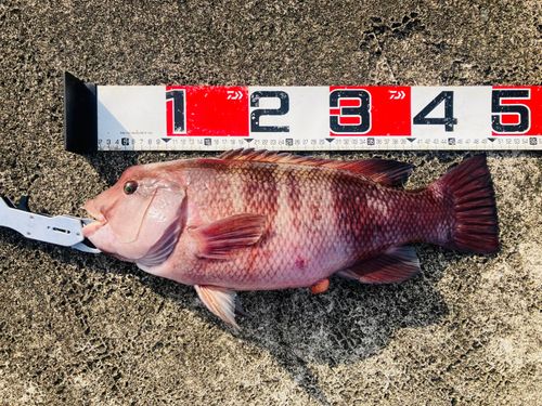 コブダイの釣果