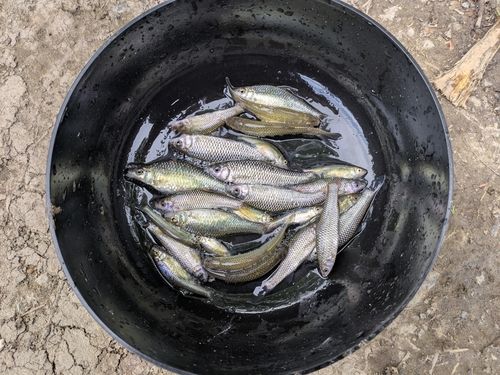 クチボソの釣果