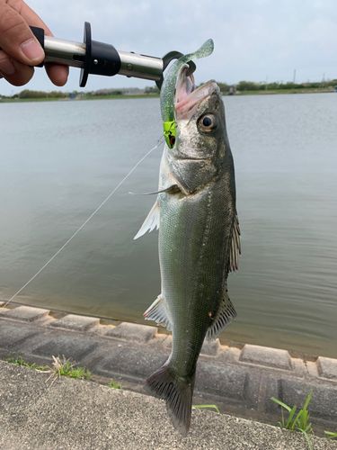 セイゴ（マルスズキ）の釣果