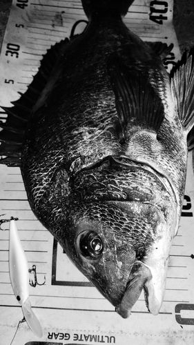 チヌの釣果