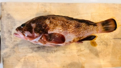 キジハタの釣果