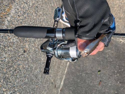 クロムツの釣果