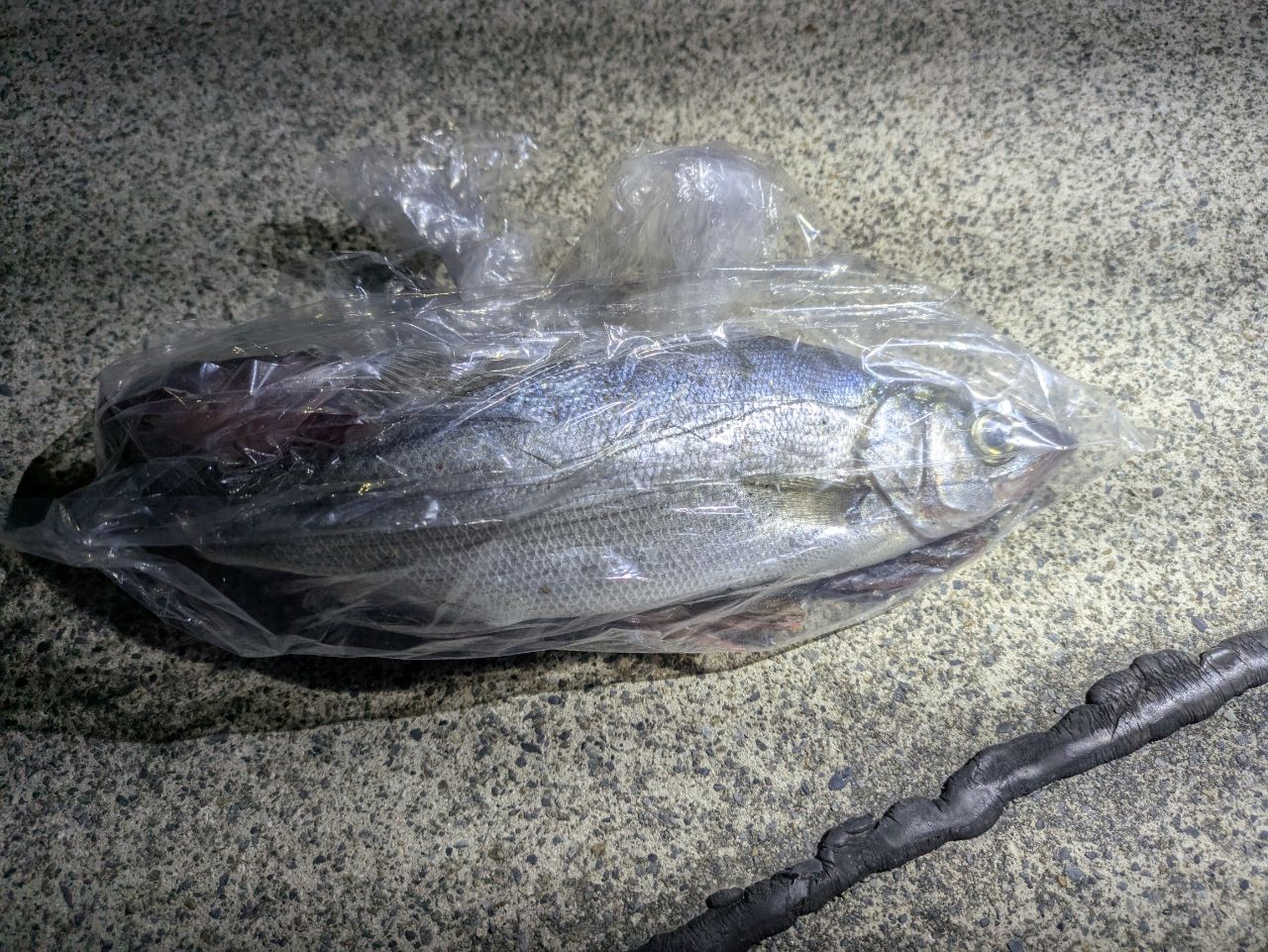 セイゴ（ヒラスズキ）