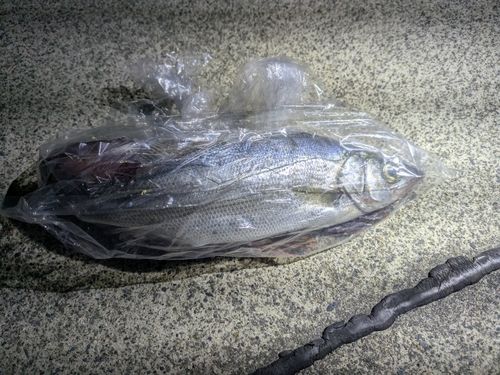 セイゴ（ヒラスズキ）の釣果