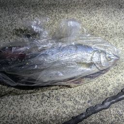 セイゴ（ヒラスズキ）