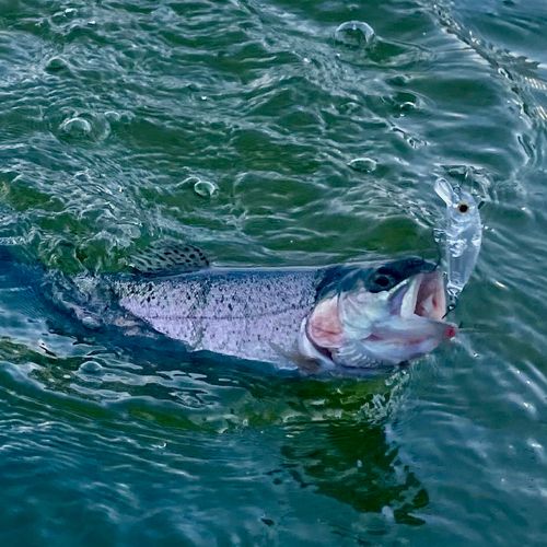 ニジマスの釣果