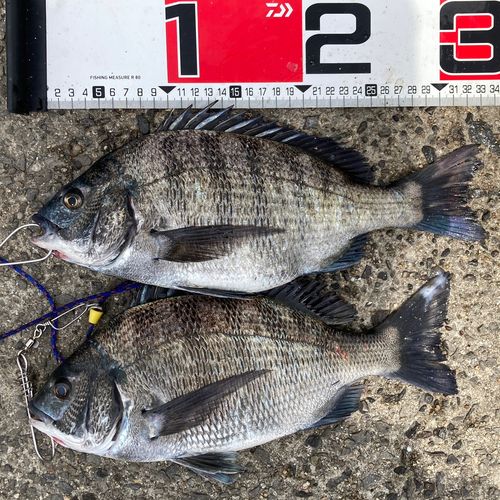 クロダイの釣果