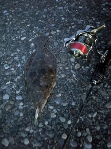 ヒラメの釣果