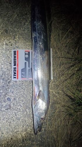 タチウオの釣果