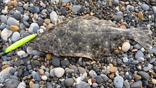 ヒラメの釣果