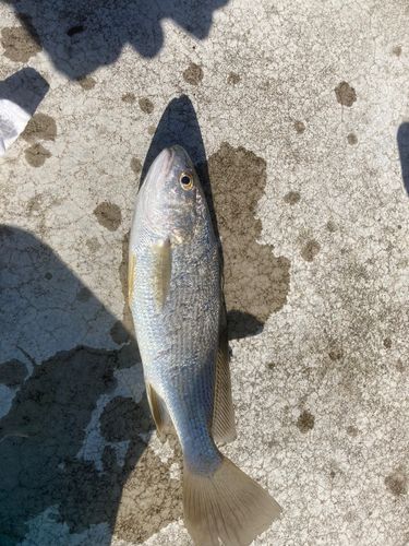 イシモチの釣果
