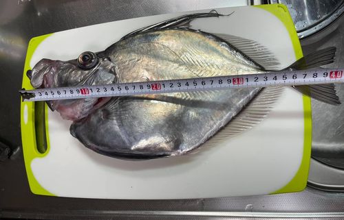 マトウダイの釣果