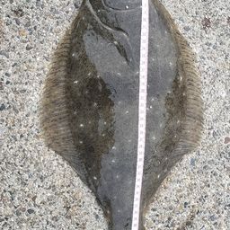 ヒラメ