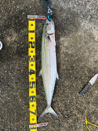 サワラの釣果