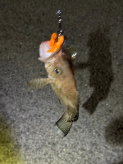 オオモンハタの釣果