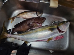 ブリの釣果