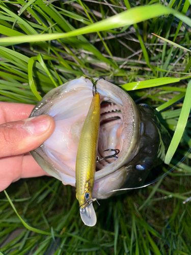 ラージマウスバスの釣果