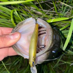 ラージマウスバス