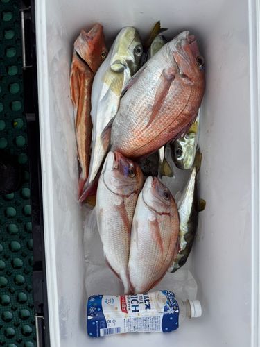 マダイの釣果