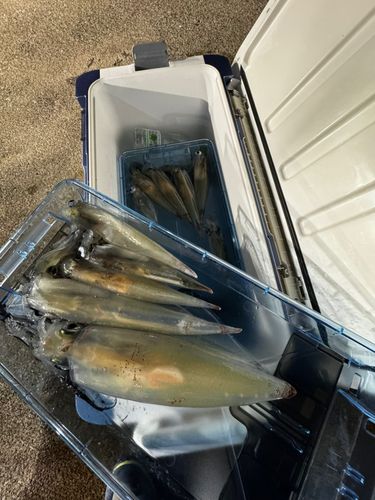 ヤリイカの釣果