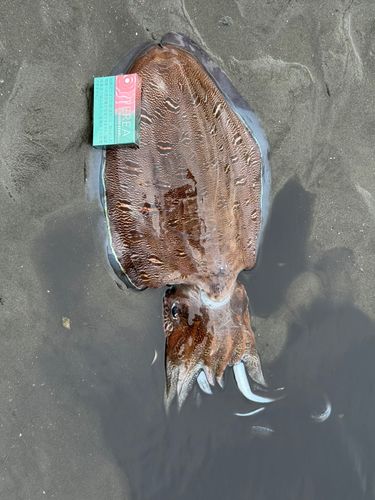 コウイカの釣果