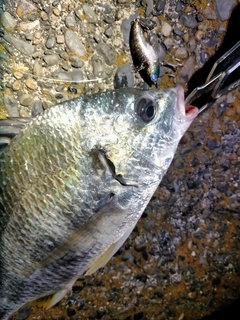 キビレの釣果
