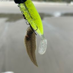 シタビラメ